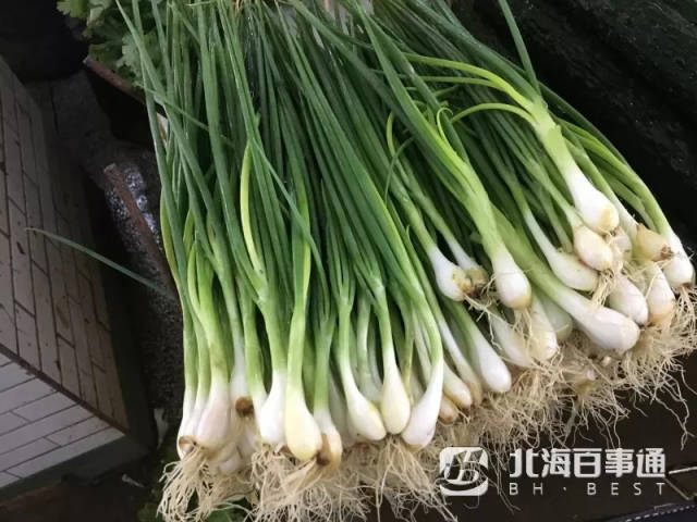 香葱价格行情最新分析