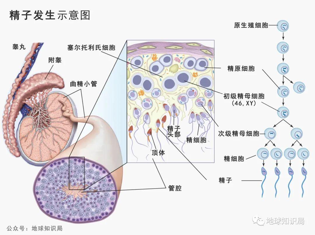 精子窝最新地址揭秘，深度探索与详细解析