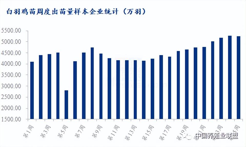 白羽肉鸡价格最新动态及市场走势与影响因素解析