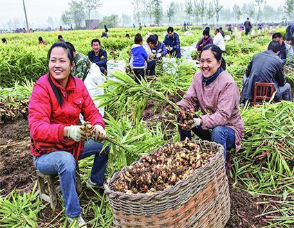 莱芜生姜最新价格动态与市场解析