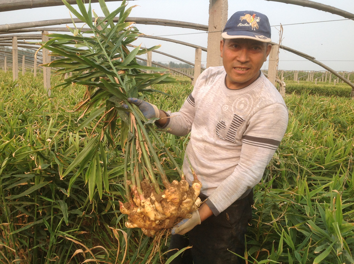 山东大姜最新价格动态解析